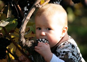 Gutzler-Generation-Rheinhessen-Wein