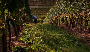 Weingut Hexamer, weinreben