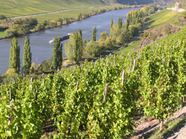 Weingut-St.Nikolaus-Hof-Mosel-Lage