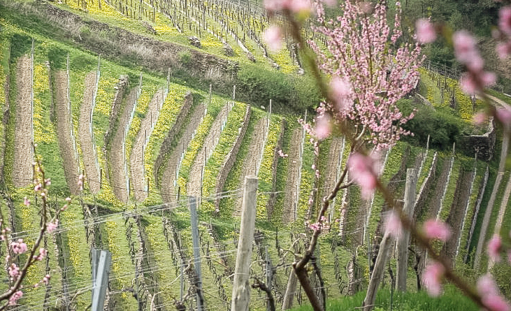 Blick auf die Reben vom Weingut Martin Muthenthaler