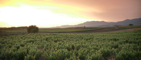 Bodegas-Navajas-Spanien-Rioja-Landschaft