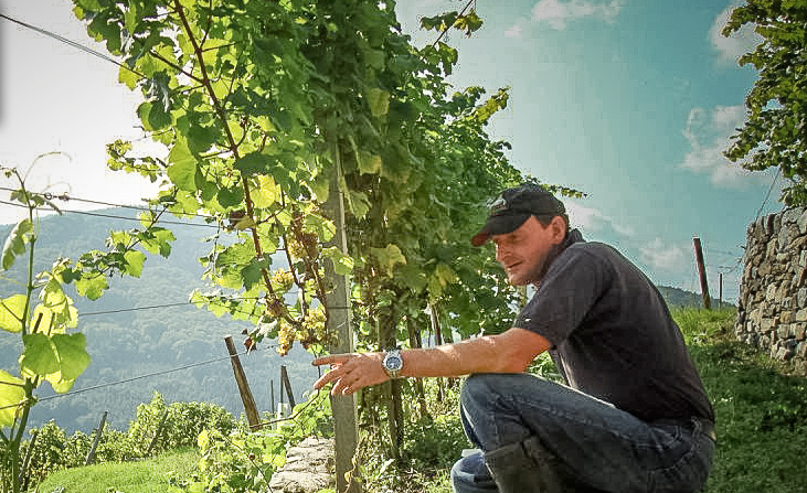 Martin Muthenthaler in seinem Weinberg - in Österreich-Wachau