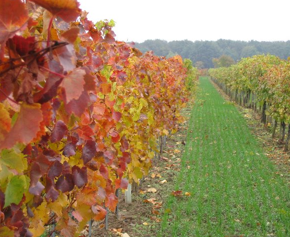 Weinberge Herbst Böheim Österreich