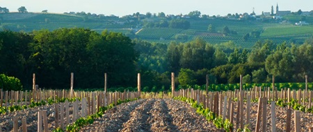 Weinberg-Graves_chateaulesclauzots.com