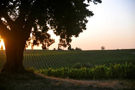 Weingut-Lornano__Italien_www.lornano.it