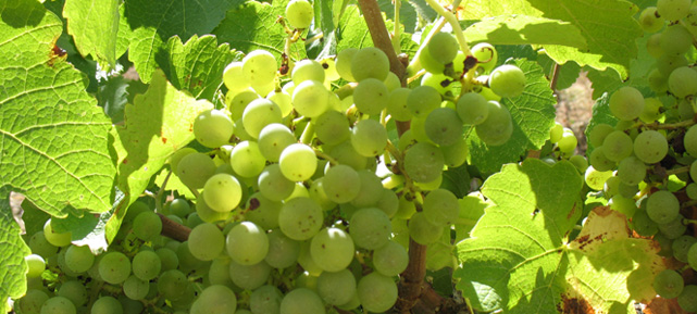 grapes Chateau de Gaure I http://www.chateaudegaure.com/