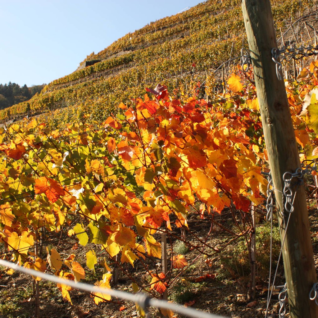 Rebstöcke-Weingut-Kreuzberg-Ahr