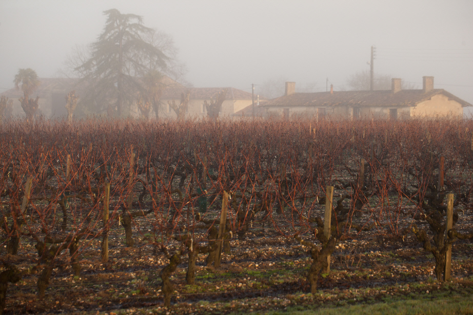 Morgenstimmung im Bordeaux-Weingut Clos du Moulin